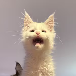 Bien-être et développement harmonieux