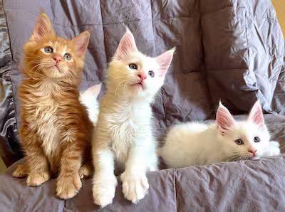 Les chatons de la chatterie Fairfield Maine Coon