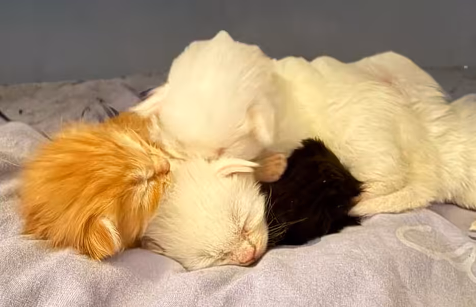 Chatons Maine Coon nouveau-nés