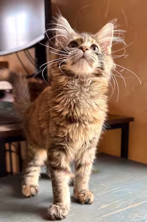 Riri – chatonne Maine Coon espiègle et câline