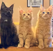 Un élevage familial et passionné