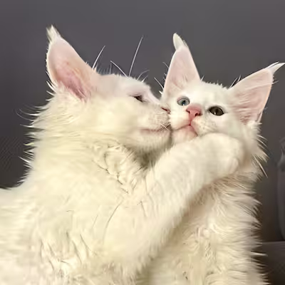 Une vie riche en interactions