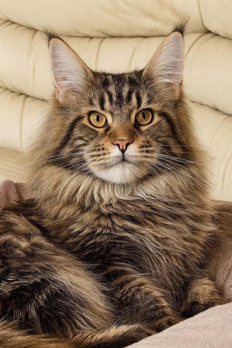 Love, Maine coon tigrée